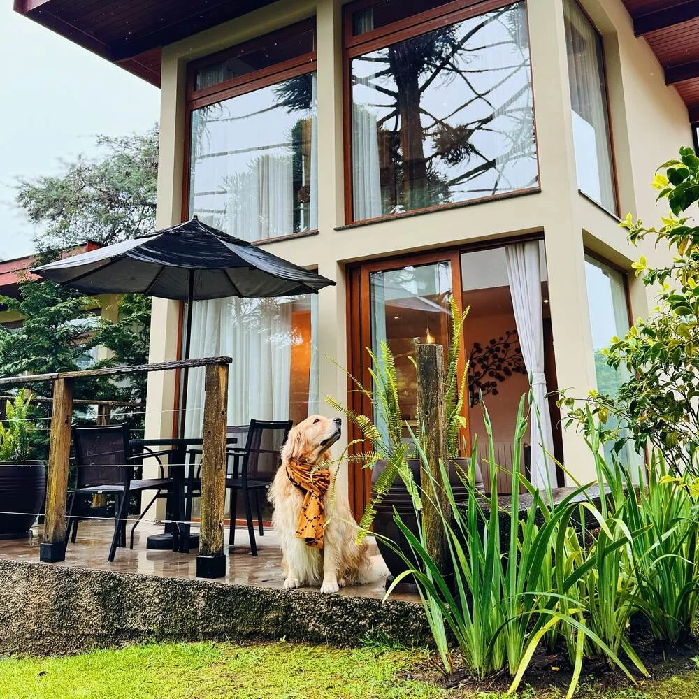 Cão de hóspede na área externa de um bangalô pet friendly do Hotel Quebra-Noz