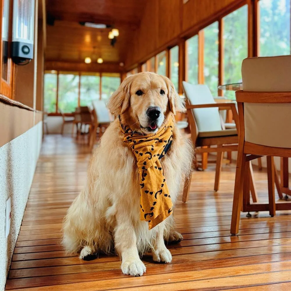 Cão de hóspede no corredor do Hotel Boutique Quebra-Noz, em Campos do Jordão