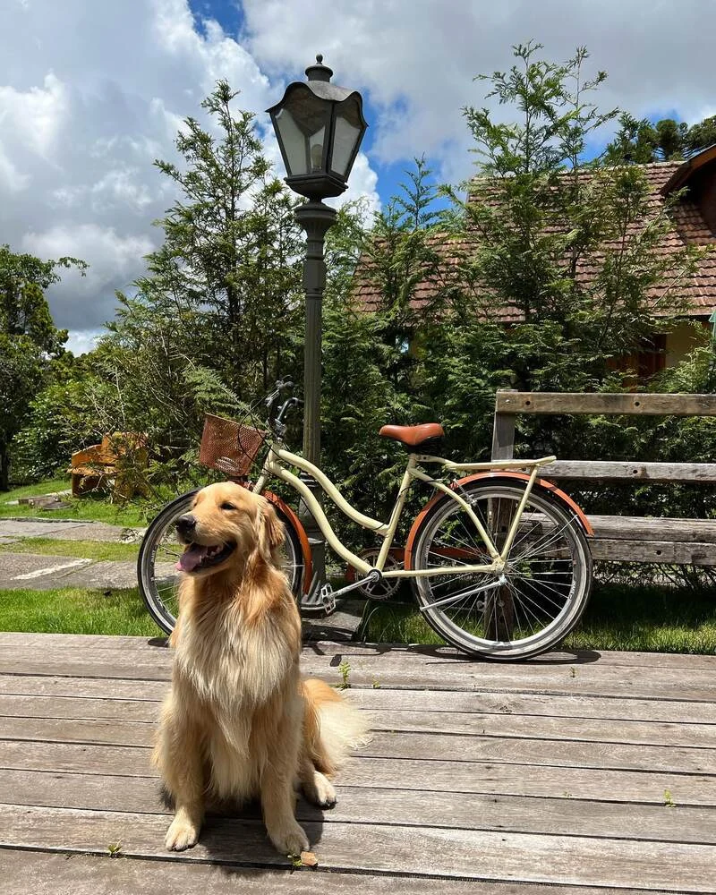 Cão de hóspede no deck do Hotel Quebra-Noz, em Campos do Jordão
