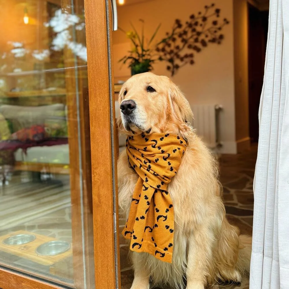 Cão de hóspede na entrada da suíte pet friendly do Hotel Quebra-Noz