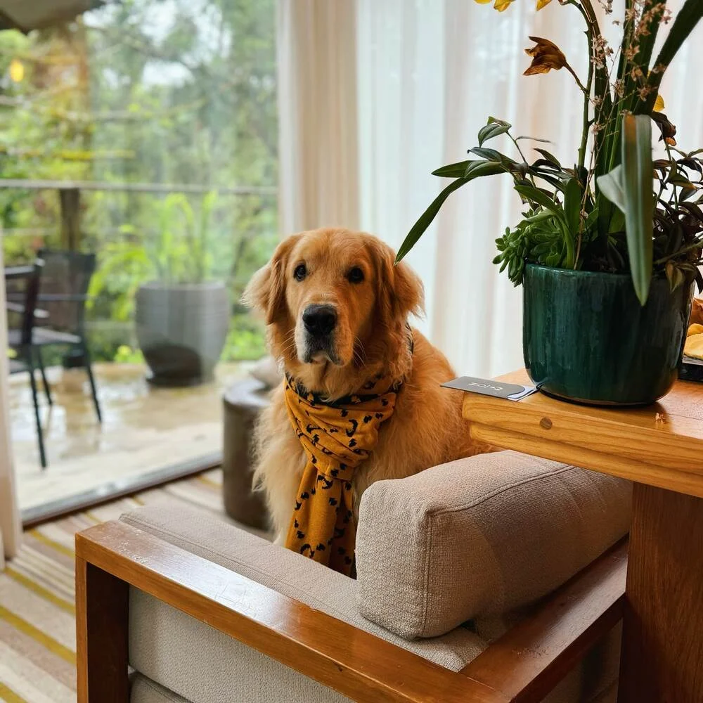 Cão de hóspede na suíte pet friendly do Hotel Quebra-Noz, em Campos do Jordão