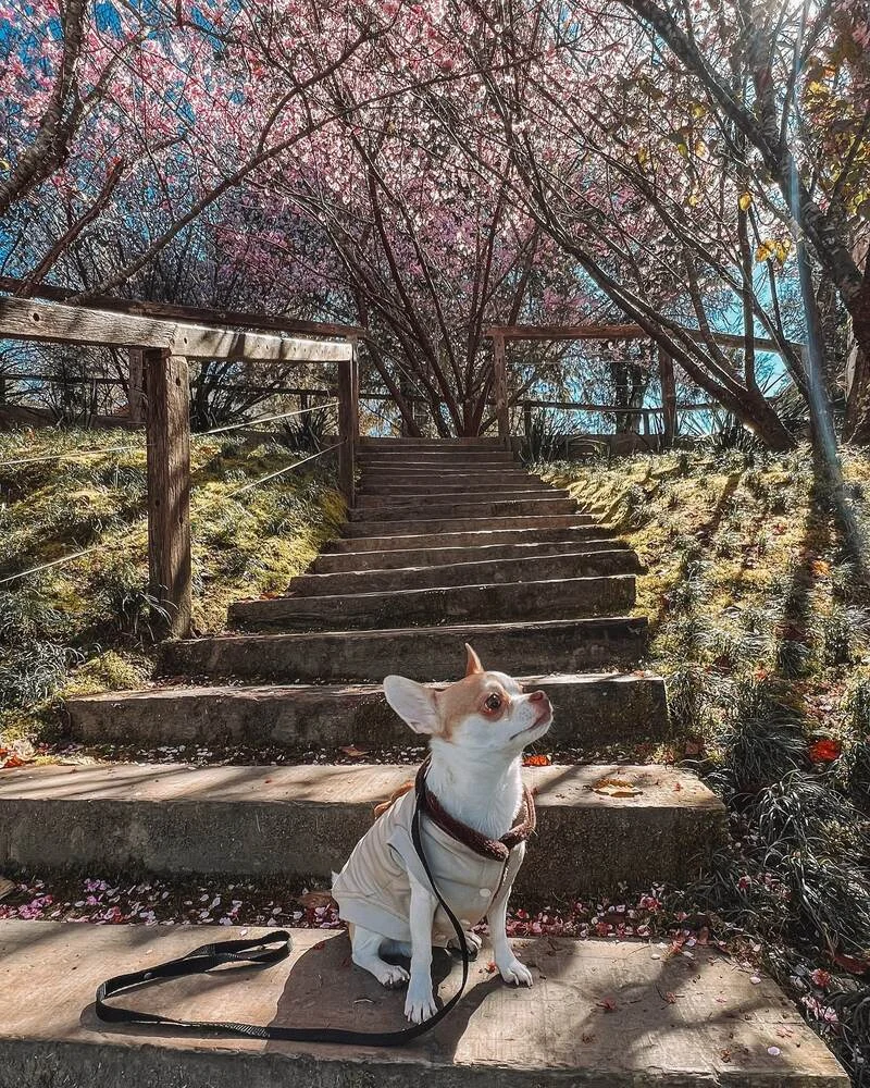 Cão de hóspede em trilha com cerejeiras floridas nos arredores do Hotel Quebra-Noz, em Campos do Jordão