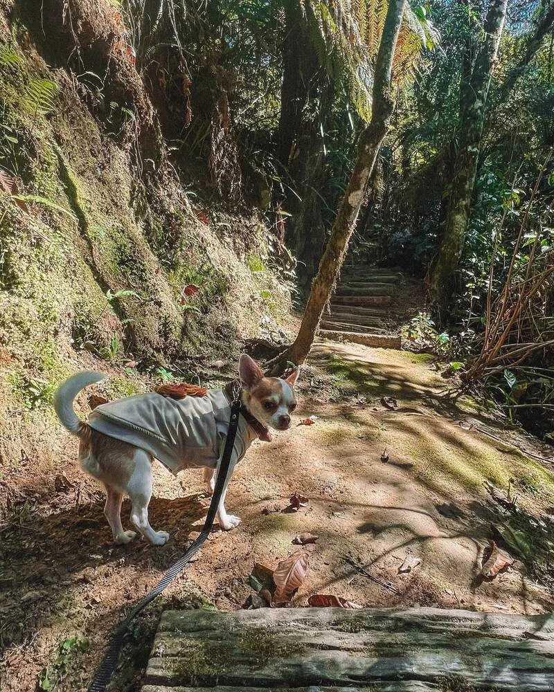 Cão de hóspede em trilha na mata próxima ao Hotel Quebra-Noz, em Campos do Jordão